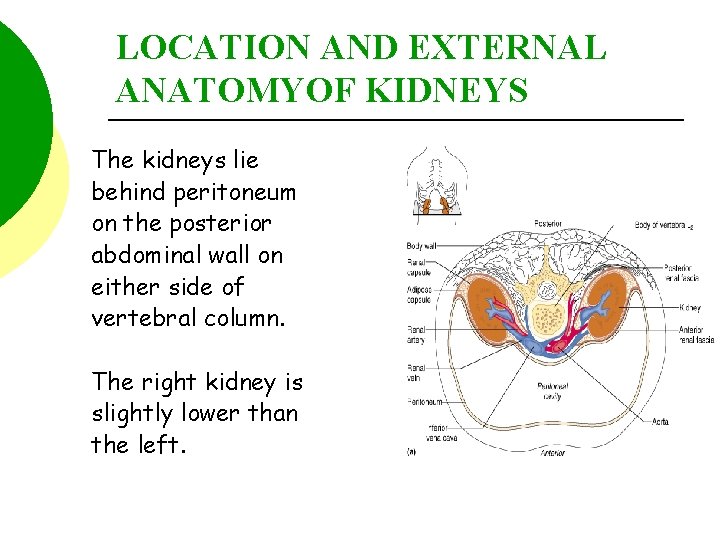LOCATION AND EXTERNAL ANATOMYOF KIDNEYS The kidneys lie behind peritoneum on the posterior abdominal