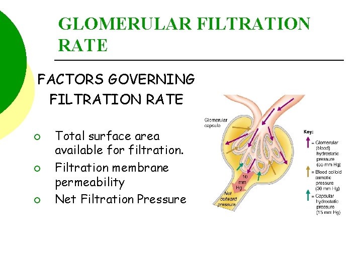 GLOMERULAR FILTRATION RATE FACTORS GOVERNING FILTRATION RATE ¡ ¡ ¡ Total surface area available