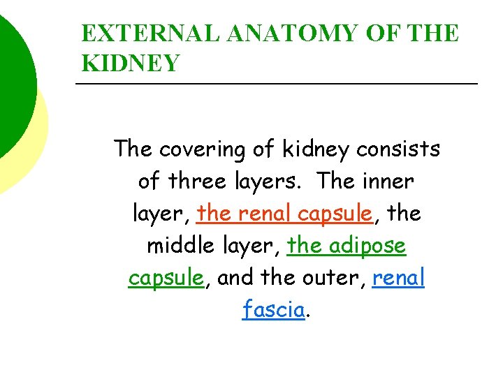 EXTERNAL ANATOMY OF THE KIDNEY The covering of kidney consists of three layers. The