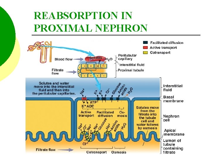 REABSORPTION IN PROXIMAL NEPHRON 