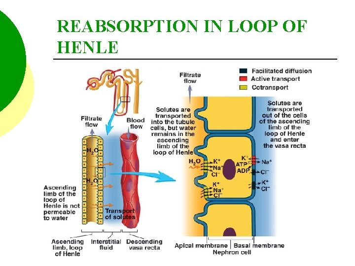 REABSORPTION IN LOOP OF HENLE 