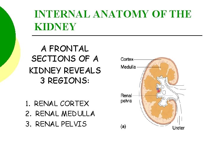 INTERNAL ANATOMY OF THE KIDNEY A FRONTAL SECTIONS OF A KIDNEY REVEALS 3 REGIONS: