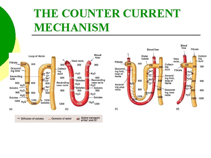 THE COUNTER CURRENT MECHANISM 
