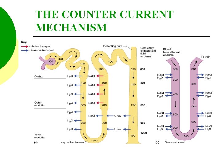 THE COUNTER CURRENT MECHANISM 