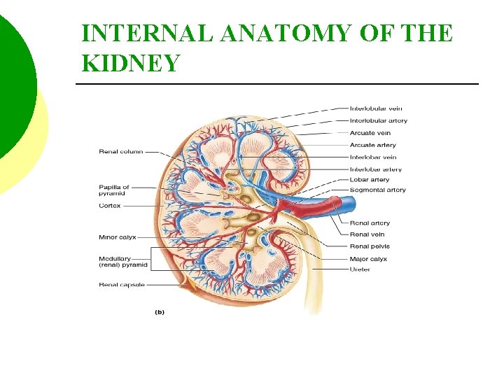 INTERNAL ANATOMY OF THE KIDNEY 