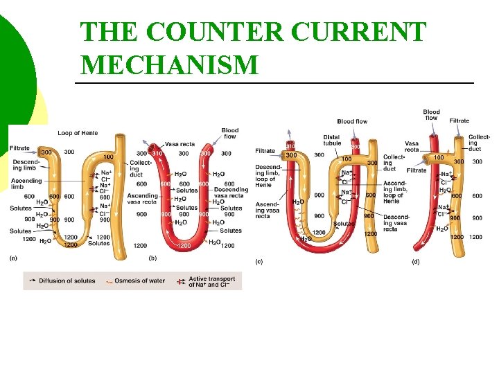 THE COUNTER CURRENT MECHANISM 