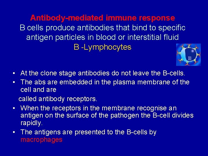 Antibody-mediated immune response B cells produce antibodies that bind to specific antigen particles in