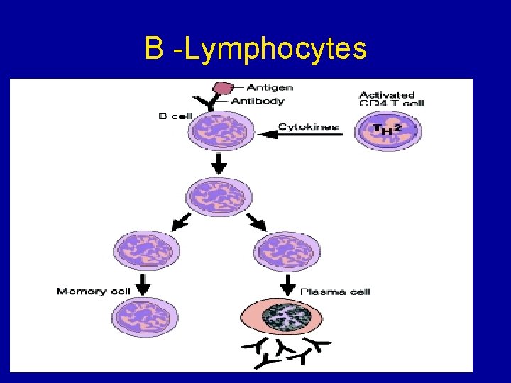 B -Lymphocytes 