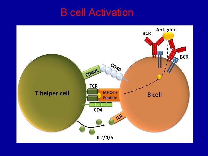 B cell Activation 