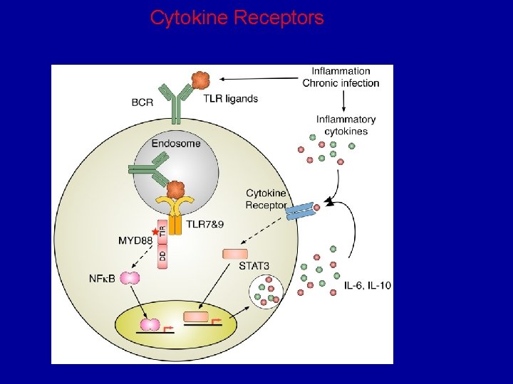 Cytokine Receptors 