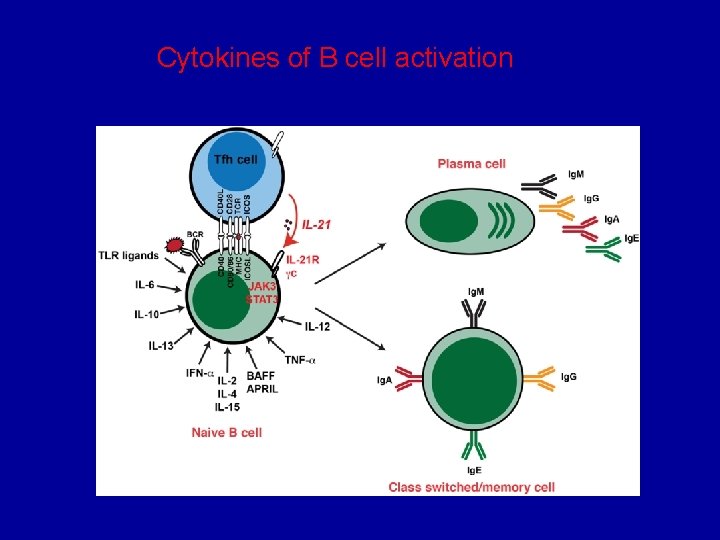 Cytokines of B cell activation 