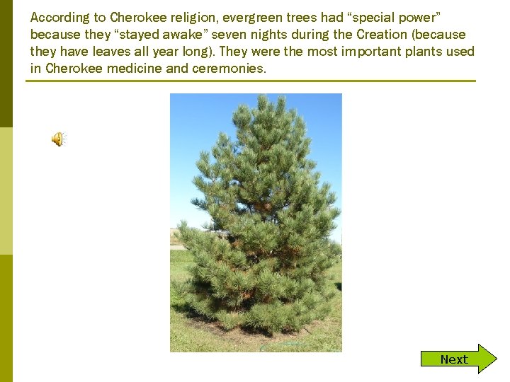 According to Cherokee religion, evergreen trees had “special power” because they “stayed awake” seven