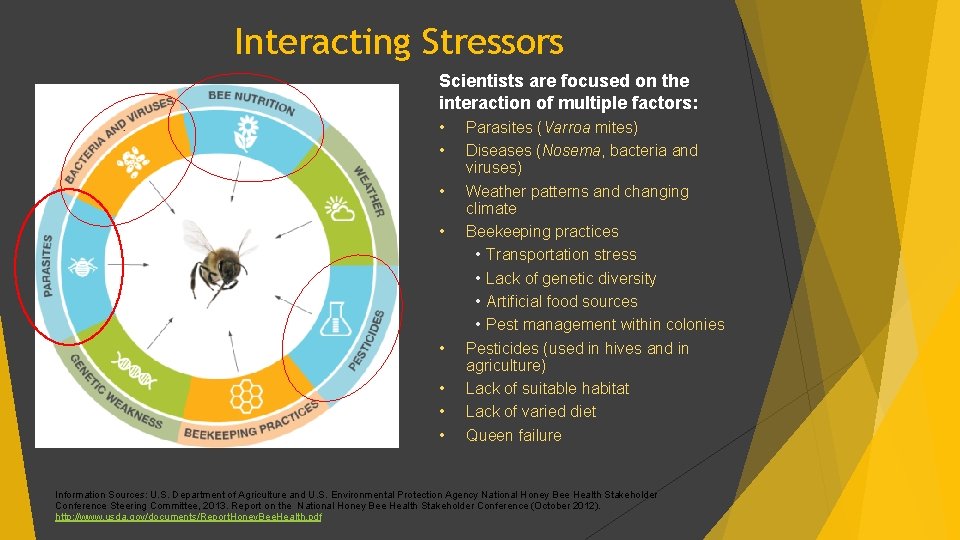 Interacting Stressors Scientists are focused on the interaction of multiple factors: • • Parasites