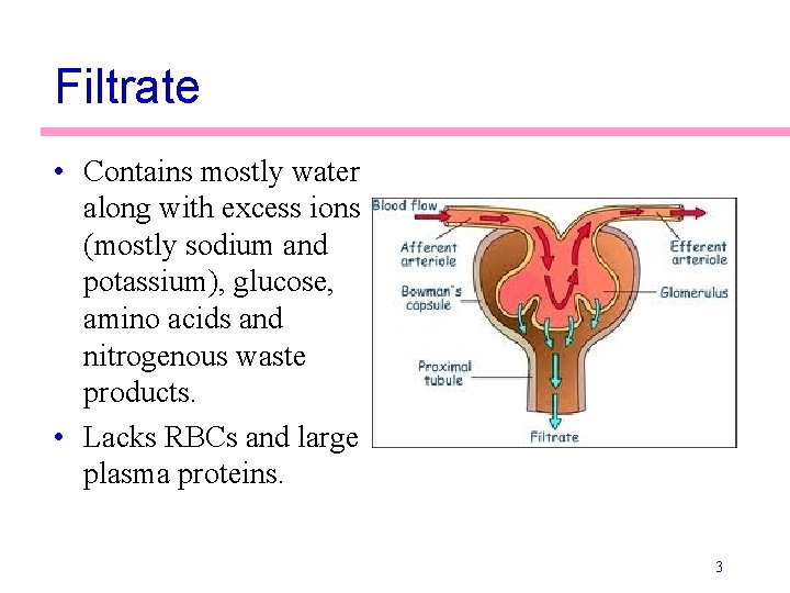 Filtrate • Contains mostly water along with excess ions (mostly sodium and potassium), glucose,