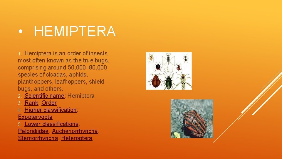  • HEMIPTERA Hemiptera is an order of insects most often known as the