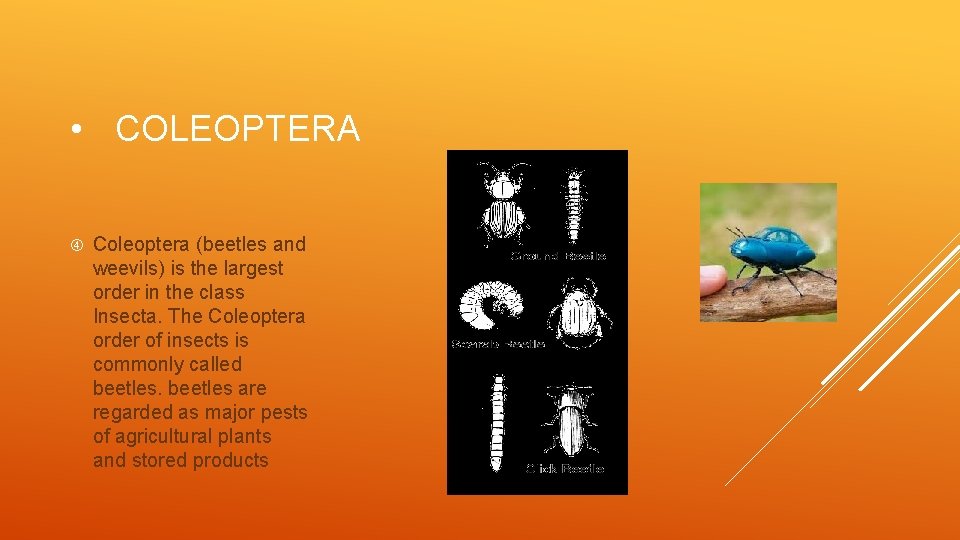  • COLEOPTERA Coleoptera (beetles and weevils) is the largest order in the class