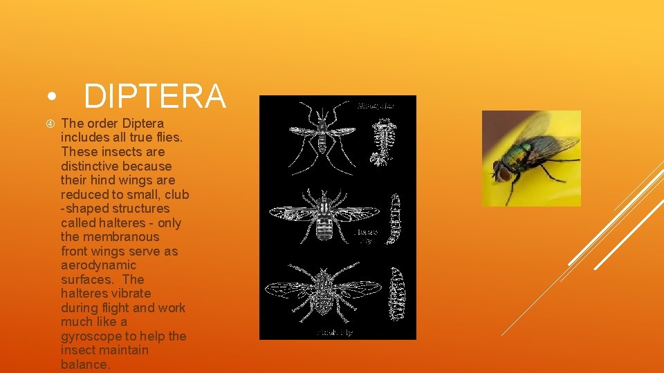  • DIPTERA The order Diptera includes all true flies. These insects are distinctive