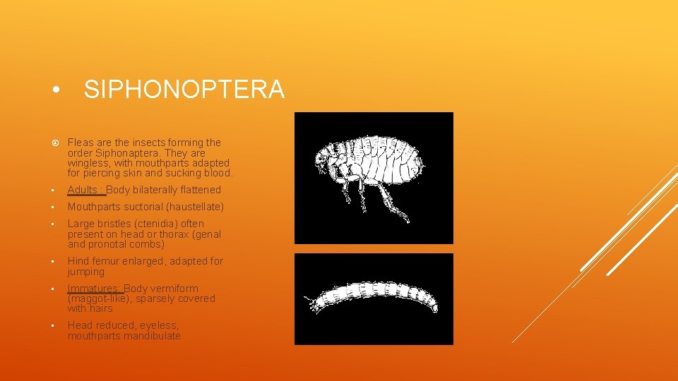  • SIPHONOPTERA Fleas are the insects forming the order Siphonaptera. They are wingless,