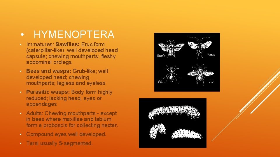  • HYMENOPTERA • Immatures: Sawflies: Eruciform (caterpillar-like); well developed head capsule; chewing mouthparts;