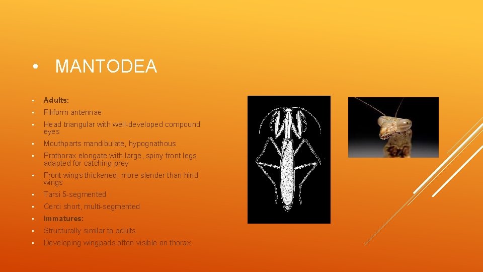  • MANTODEA • Adults: • Filiform antennae • Head triangular with well-developed compound