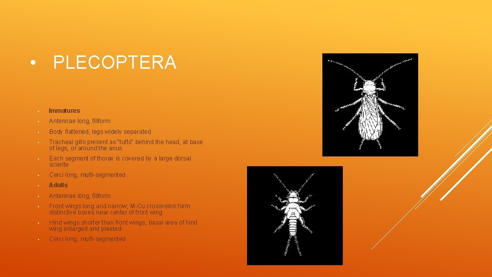  • PLECOPTERA • Immatures • Antennae long, filiform • Body flattened, legs widely