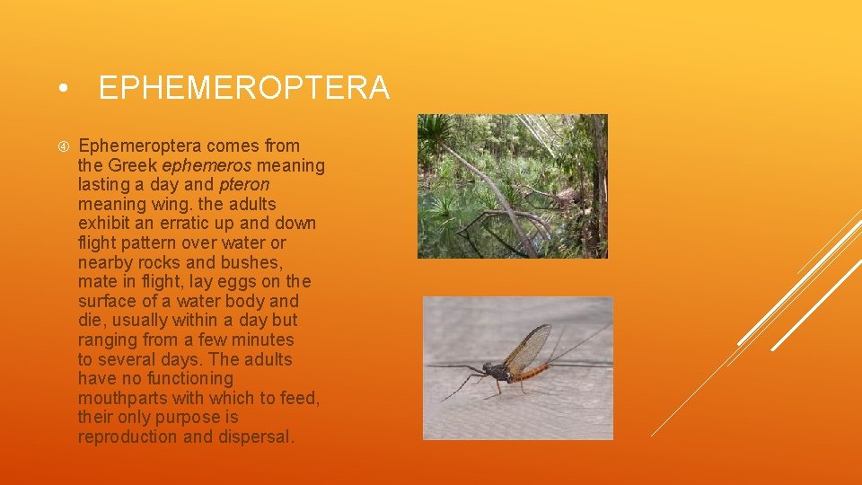  • EPHEMEROPTERA Ephemeroptera comes from the Greek ephemeros meaning lasting a day and