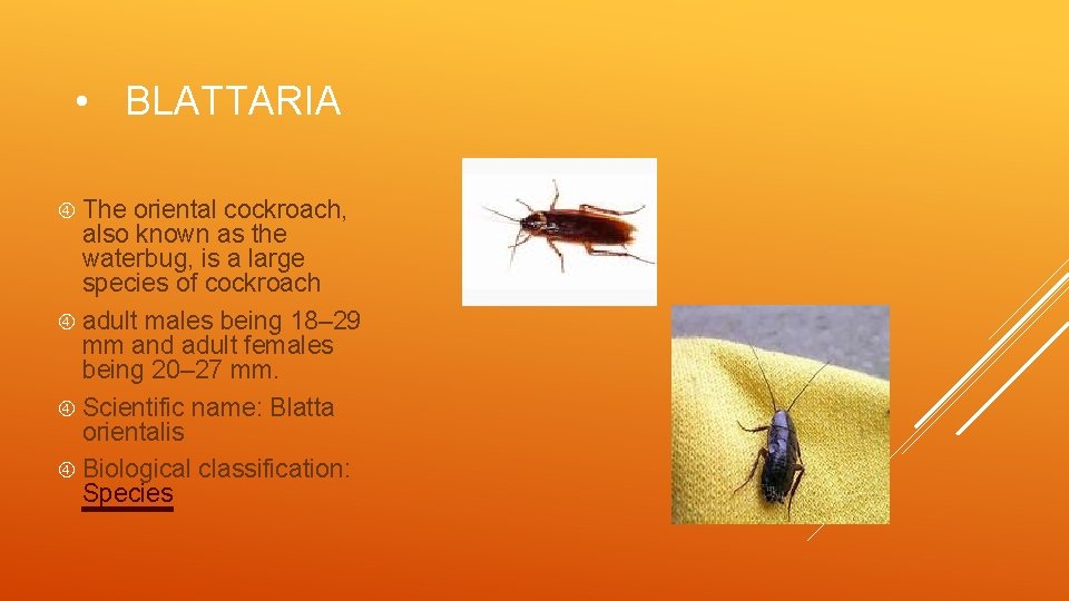 • BLATTARIA The oriental cockroach, also known as the waterbug, is a large