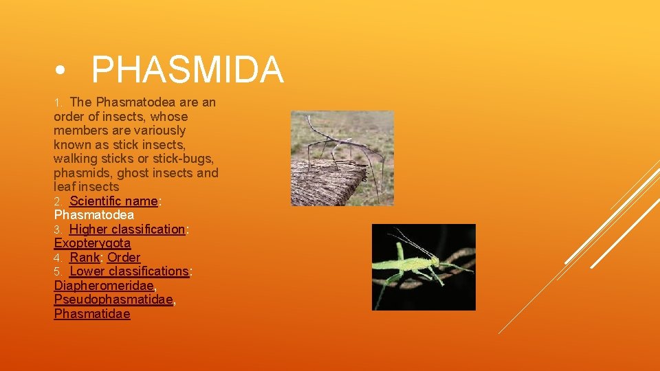  • PHASMIDA The Phasmatodea are an order of insects, whose members are variously