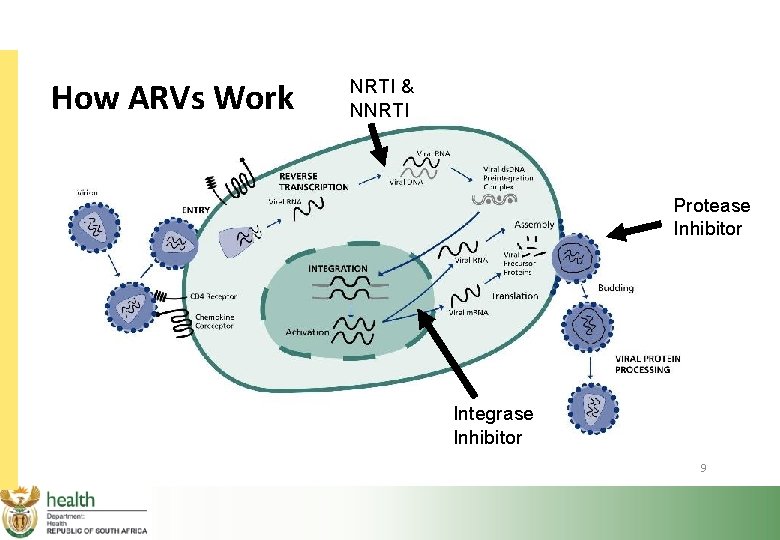 How ARVs Work NRTI & NNRTI Protease Inhibitor Integrase Inhibitor 9 