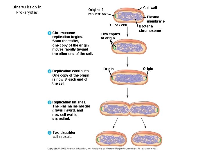 Binary Fission in Prokaryotes Cell wall Origin of replication E. coli cell Chromosome replication