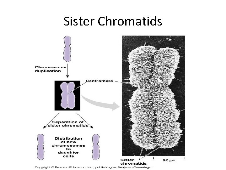 Sister Chromatids 