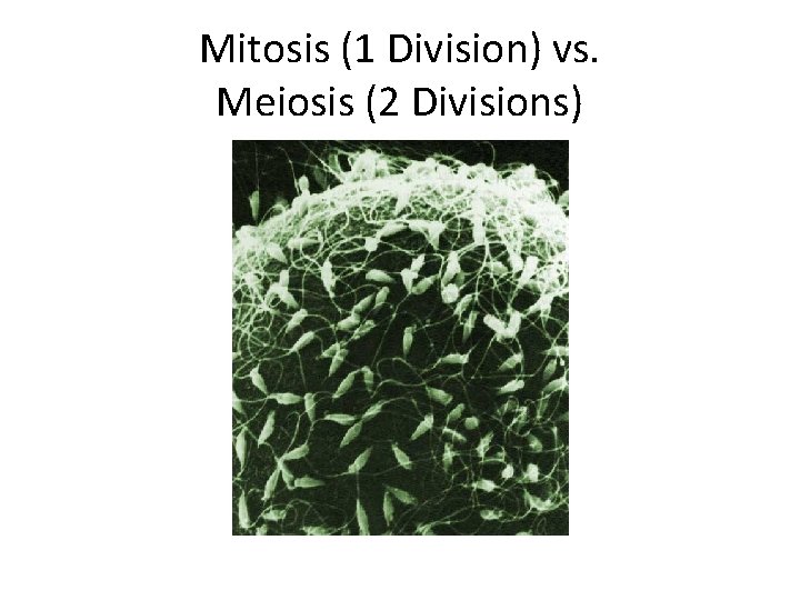 Mitosis (1 Division) vs. Meiosis (2 Divisions) 