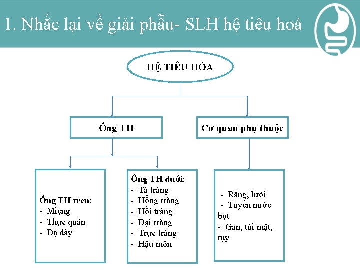 1. Nhắc lại về giải phẫu- SLH hệ tiêu hoá HỆ TIÊU HÓA Ống