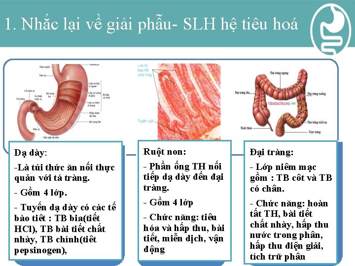 1. Nhắc lại về giải phẫu- SLH hệ tiêu hoá Dạ dày: -Là túi