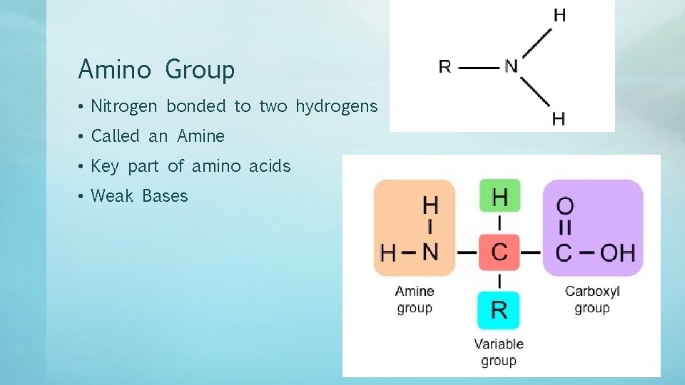 Amino Group • Nitrogen bonded to two hydrogens • Called an Amine • Key
