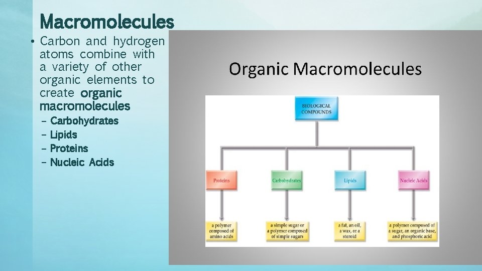 Macromolecules • Carbon and hydrogen atoms combine with a variety of other organic elements