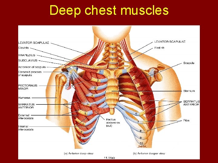 Deep chest muscles 