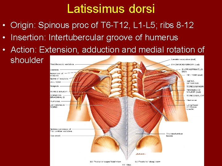 Latissimus dorsi • Origin: Spinous proc of T 6 -T 12, L 1 -L