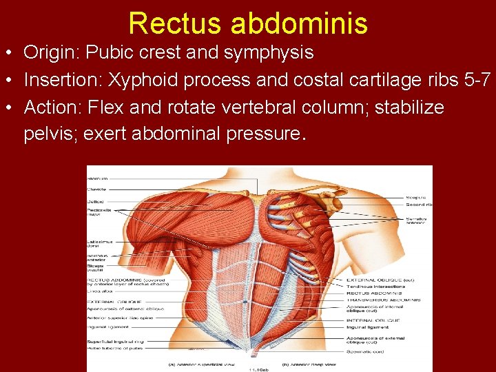 Rectus abdominis • Origin: Pubic crest and symphysis • Insertion: Xyphoid process and costal