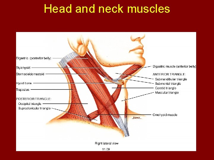 Head and neck muscles 