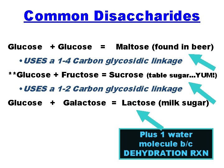 Common Disaccharides Glucose + Glucose = Maltose (found in beer) • USES a 1