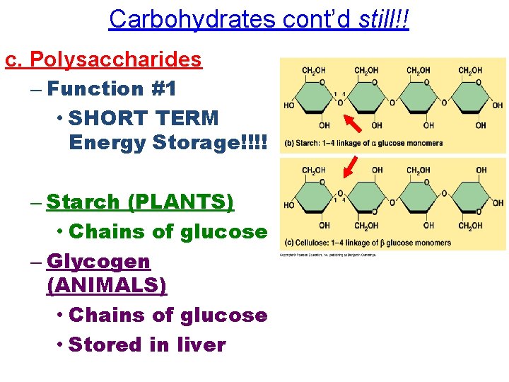 Carbohydrates cont’d still!! c. Polysaccharides – Function #1 • SHORT TERM Energy Storage!!!! –