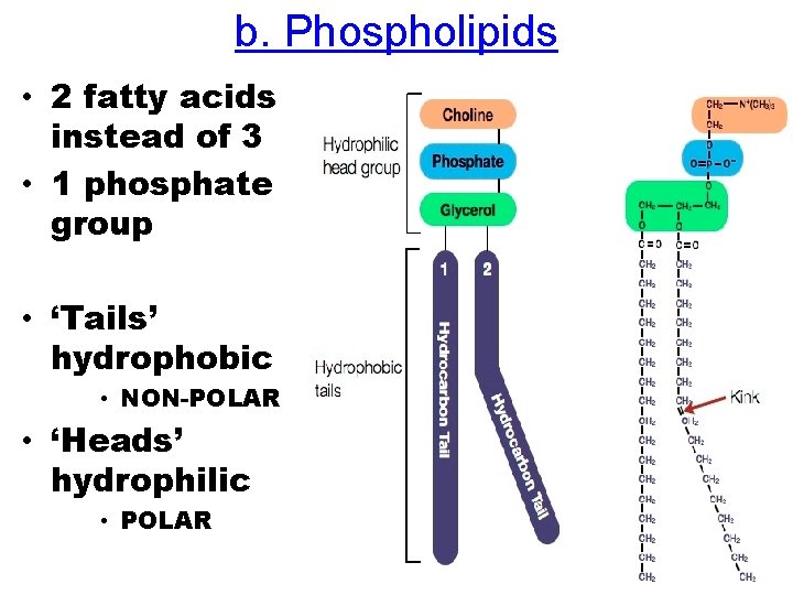 b. Phospholipids • 2 fatty acids instead of 3 • 1 phosphate group •