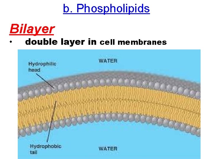 b. Phospholipids Bilayer • double layer in cell membranes 
