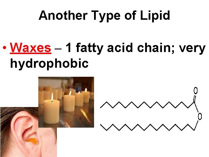 Another Type of Lipid • Waxes – 1 fatty acid chain; very hydrophobic 
