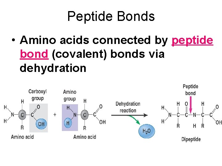 Peptide Bonds • Amino acids connected by peptide bond (covalent) bonds via dehydration 