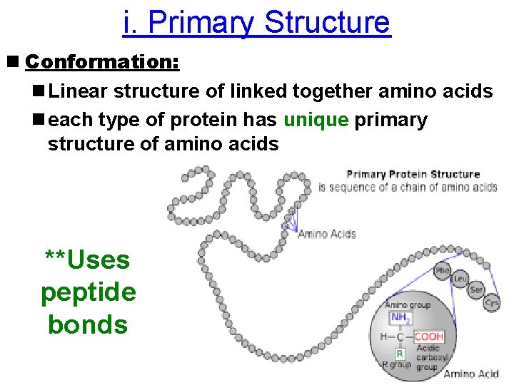 i. Primary Structure n Conformation: n Linear structure of linked together amino acids n