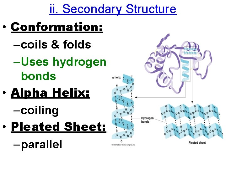 ii. Secondary Structure • Conformation: –coils & folds –Uses hydrogen bonds • Alpha Helix: