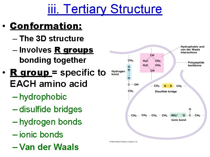 iii. Tertiary Structure • Conformation: – The 3 D structure – Involves R groups