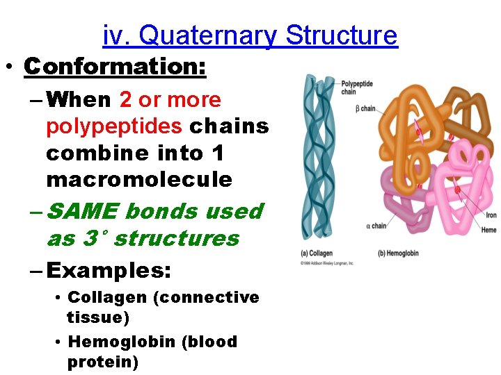 iv. Quaternary Structure • Conformation: – When 2 or more polypeptides chains combine into